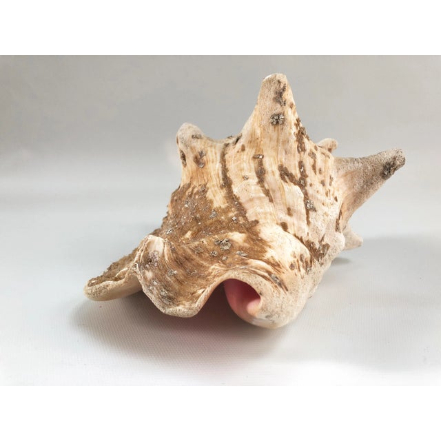 Natural Weathered Large Conch Shell For Sale - Image 4 of 9