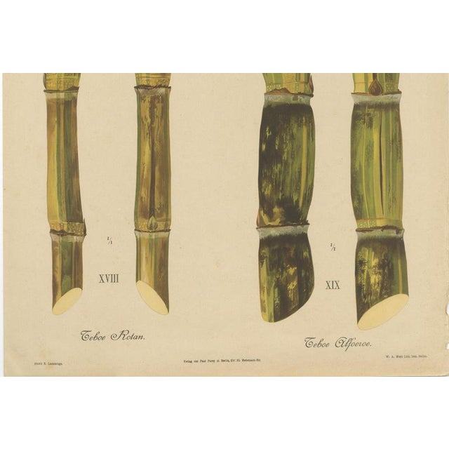 Sugarcane, 1892, Paper For Sale - Image 4 of 10