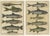 Bernard Direxit, Fish Species, 1790, Paper, Set of 2 For Sale - Image 10 of 10