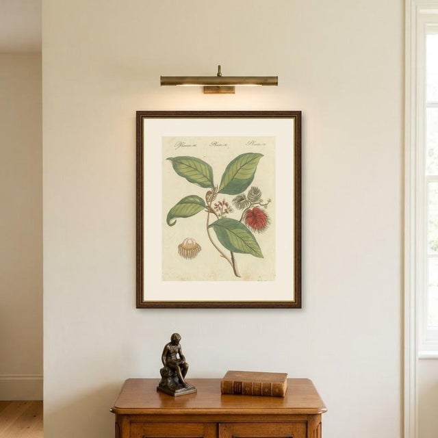 Bertuch, Rambutan Tropical Fruit Branch, 1810, Print For Sale - Image 10 of 12
