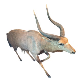 Full Body of a Greater Kudu/ African Antelope For Sale