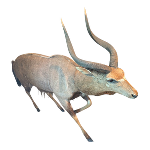 Full Body of a Greater Kudu/ African Antelope