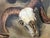 Charles Schorre Modern Naturalistic Ram Skull and Cactus Western Desert Landscape Painting, Mid 20th Century For Sale - Image 9 of 10