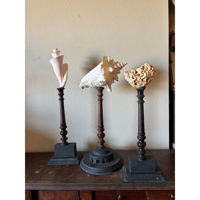 Figurative 3 Baroque Mounted Seashell Specimens Displays on 19th Century Dark Wooden Stands For Sale - Image 3 of 11