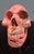 Skull in Rhodochrosite Mineral For Sale - Image 14 of 18