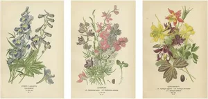 Edward Step, Triptych of Garden and Greenhouse Splendors, 1896, Paper, Set of 3