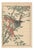 Imao Keinen, Brown-Eared Bulbul, 1892, Print For Sale - Image 13 of 13