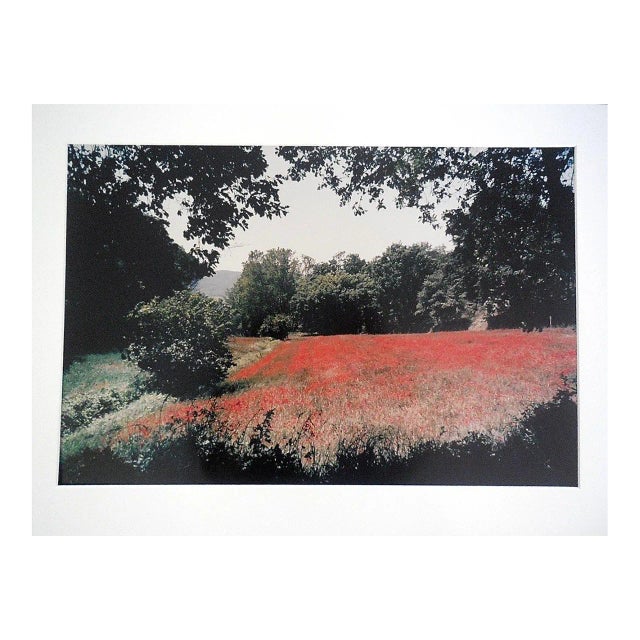 1996 Joel Meyerowitz, "Tuscany, Field of Poppies" Large Vintage Color Photograph C-Print Signed For Sale