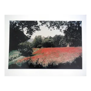 1996 Joel Meyerowitz, "Tuscany, Field of Poppies" Large Vintage Color Photograph C-Print Signed