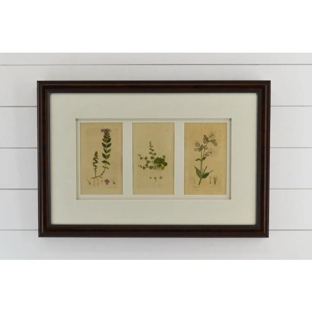 Late 20th Century Antique Prints Botanicals Framed Real Vintage For Sale - Image 5 of 5