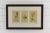 Late 20th Century Antique Prints Botanicals Framed Real Vintage For Sale - Image 5 of 5