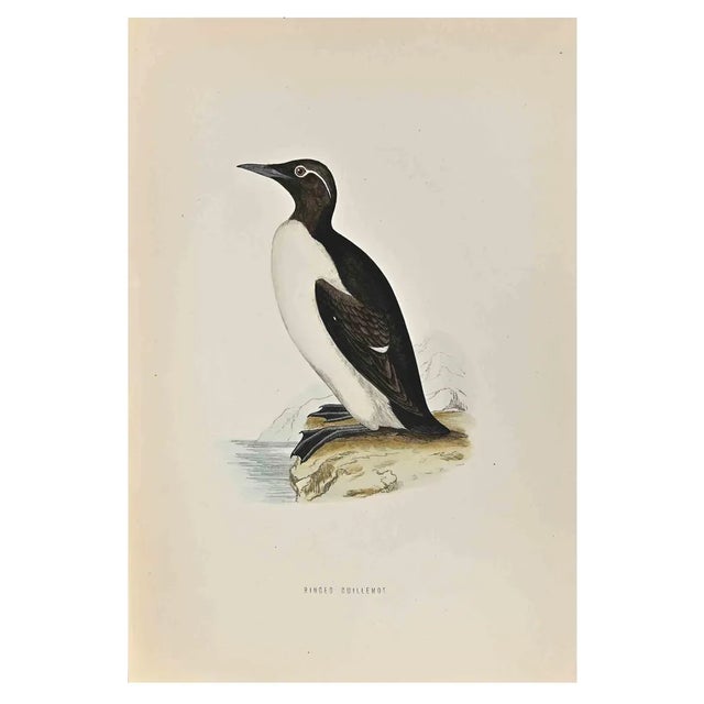 Alexander Francis Lydon, Ringed Guillemot, Woodcut Print, 1870 For Sale