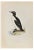 Alexander Francis Lydon, Ringed Guillemot, Woodcut Print, 1870 For Sale