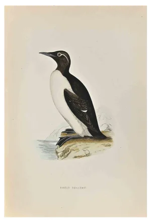 Alexander Francis Lydon, Ringed Guillemot, Woodcut Print, 1870