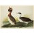 John James Audubon 1966 Vintage Cottage Print "Hudsonian Godwit and Horned Grebe" After John James Audubon For Sale - Image 4 of 6