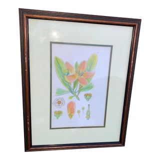 Vintage Mid-Century Mark Catesby "The Balsam Tree" Framed Botanical Print, 1950s For Sale