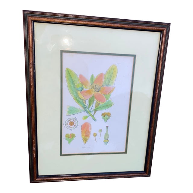 Vintage Mid-Century Mark Catesby "The Balsam Tree" Framed Botanical Print, 1950s For Sale