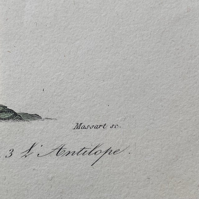 Tan French Antique 18th Century "Le Antilope" Animal Engraving Hand Colored Signed Artwork For Sale - Image 8 of 9