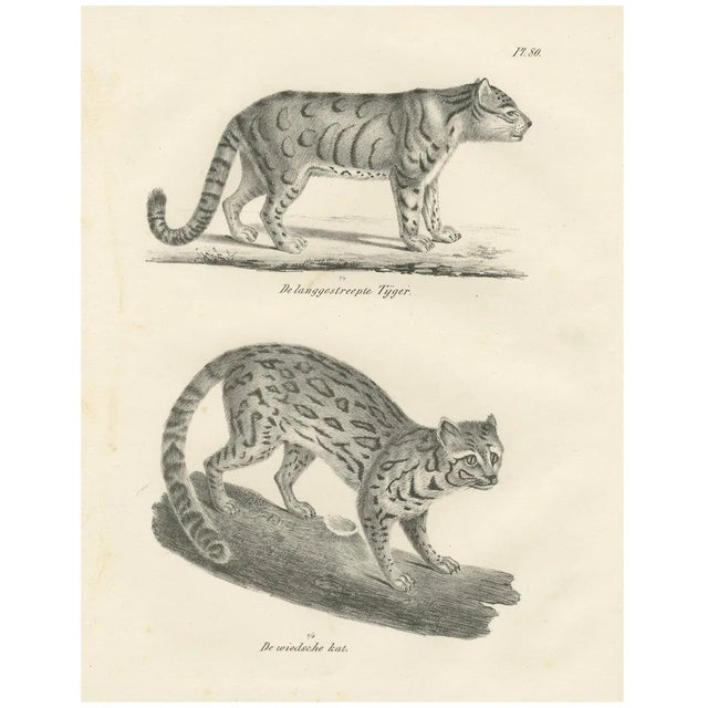 Long-Striped Tiger and Wild Asian Cat, 1836, Lithograph For Sale