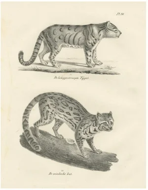 Long-Striped Tiger and Wild Asian Cat, 1836, Lithograph
