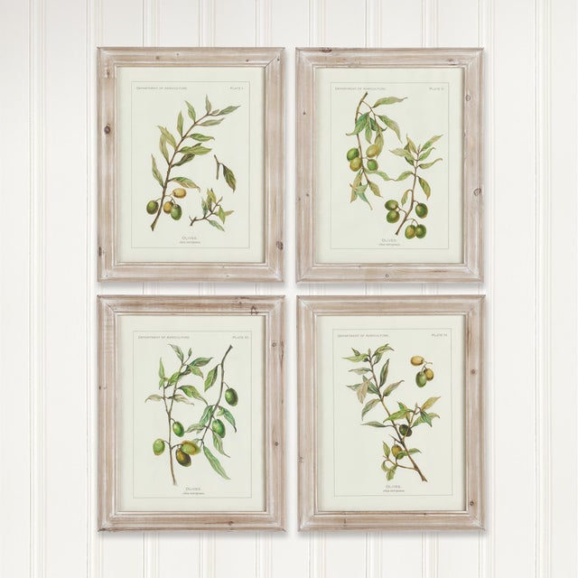 Illustration Framed Olive Leaf Botanical Prints, Set Of 4 For Sale - Image 3 of 5