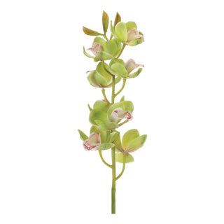 Cymbidium Orchid Flower Stem (Set of 2) For Sale