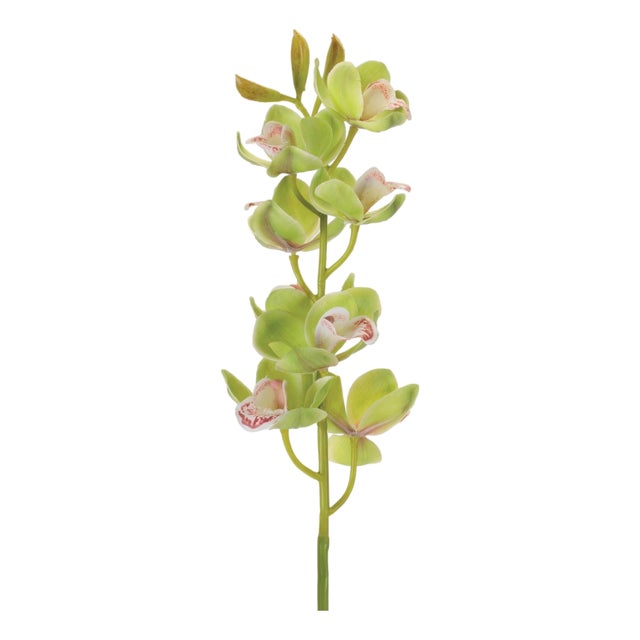 Cymbidium Orchid Flower Stem (Set of 2) For Sale