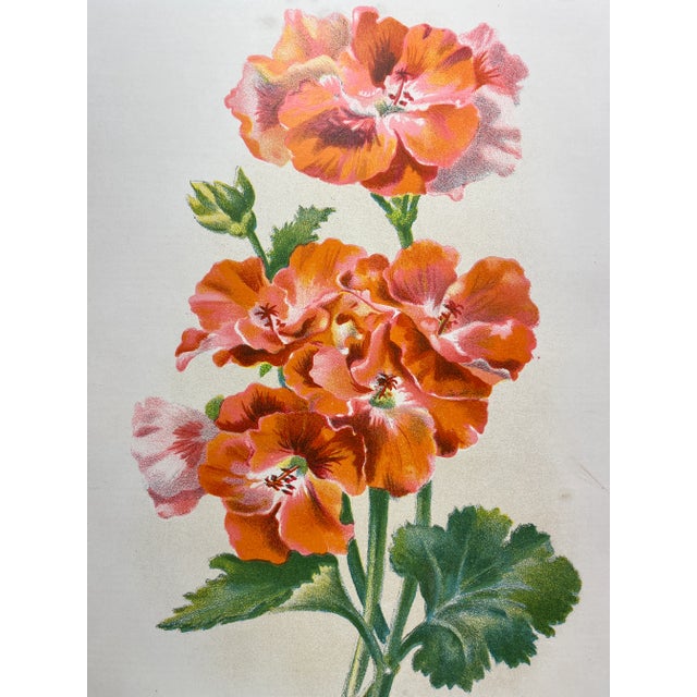 Plastic Antique Botanical Print From England Featuring a Vibrant Orangish Red Empress of India Flower With Green Foliage - Circa 1892 For Sale - Image 7 of 10