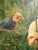 Heinrich Pforr, Garden Portrait, Oil Painting on Canvas For Sale - Image 7 of 13