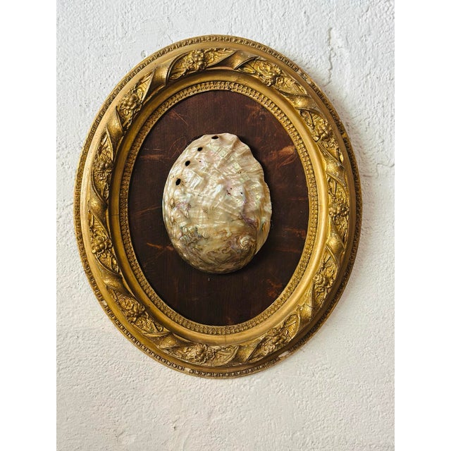 This striking decorative wall plaque features a lustrous natural abalone shell mounted against a rich wood backing and...