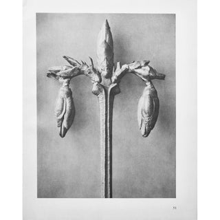 1935 Karl Blossfeldt Two-Sided Photogravure N51-52 For Sale
