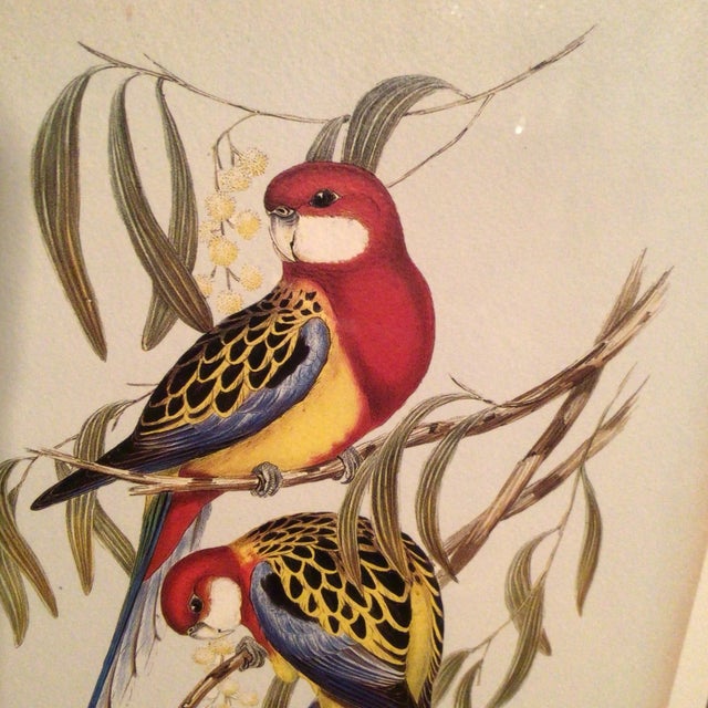 Eastern Rosella Birds on Tree Framed Lithograph by John Gould For Sale - Image 12 of 13