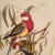 Eastern Rosella Birds on Tree Framed Lithograph by John Gould For Sale - Image 12 of 13