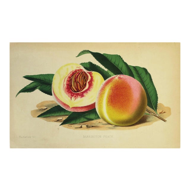 European Fruit Peach Botanical Wall Art Chromo, circa 19th Century For Sale