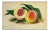 European Fruit Peach Botanical Wall Art Chromo, circa 19th Century For Sale