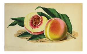 European Fruit Peach Botanical Wall Art Chromo, circa 19th Century