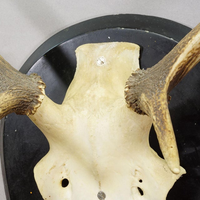 Large Black Forest Antique Deer Trophy on Wooden Plaque, Germany 1900s For Sale - Image 4 of 6