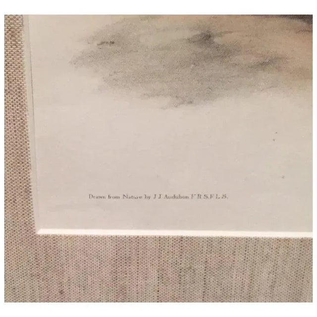 Antique 19th Century John James Audubon Large Folio Hand Colored Lithograph White American Wolf Philadelphia 1845 Plate 72 For Sale In New York - Image 6 of 9