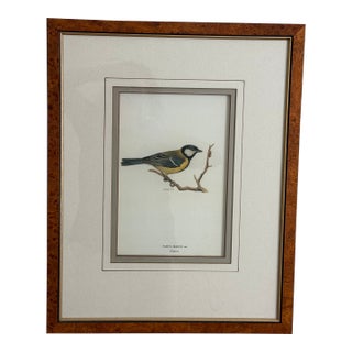 Ethan Allen Framed Antique Bird Print: Paris Major For Sale