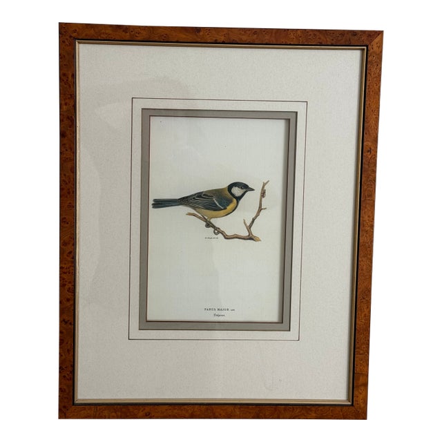 Ethan Allen Framed Antique Bird Print: Paris Major For Sale