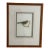 Ethan Allen Framed Antique Bird Print: Paris Major For Sale