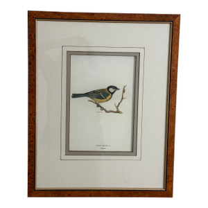 Ethan Allen Framed Antique Bird Print: Paris Major
