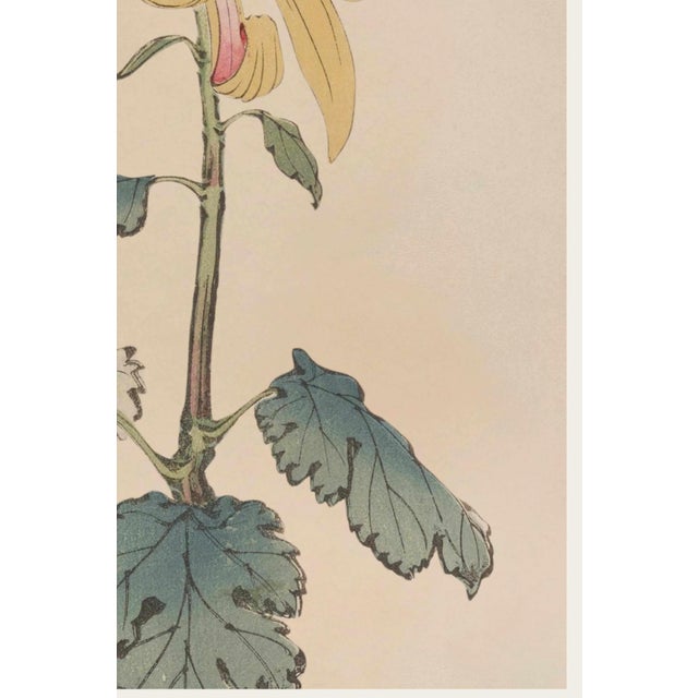 Not Yet Made - Made To Order Golden Spider Chrysanthemum by Hasegawa, Vintage Japanese Botanical Art Print, 16" X 24" For Sale - Image 5 of 9