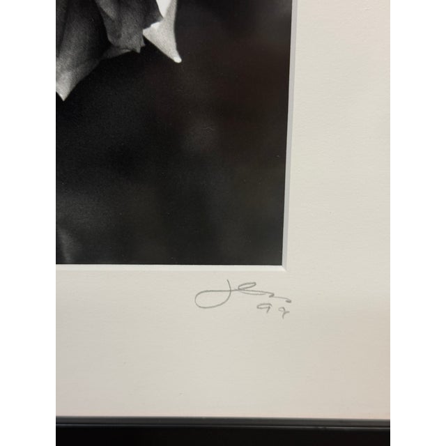 Jess Johnston Dozen Roses XI Black & White Photograph Edition 1/10, Framed. For Sale - Image 10 of 12