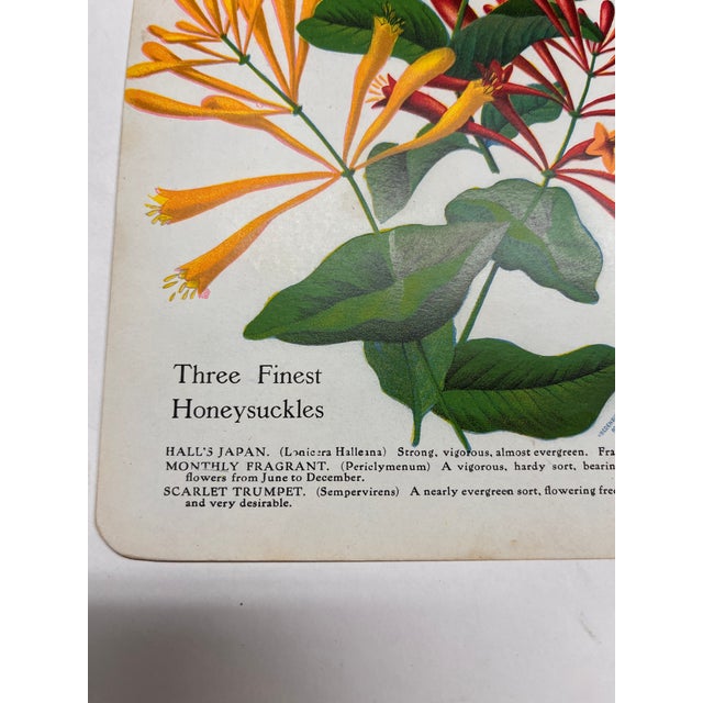 1900 - 1909 Antique Gardening Honeysuckle Print For Sale - Image 5 of 5