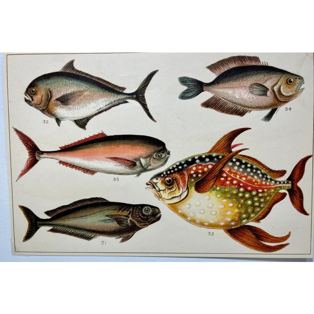 Antique Fish Print From England Featuring a Black Fish, Ray’s Bream, Opah, Medusa Fish & a Louvan - Circa 1902 Print...