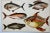 Antique Fish Print From England Featuring a Black Fish, Ray’s Bream, Opah, Medusa Fish & a Louvan - Circa 1902 Print...