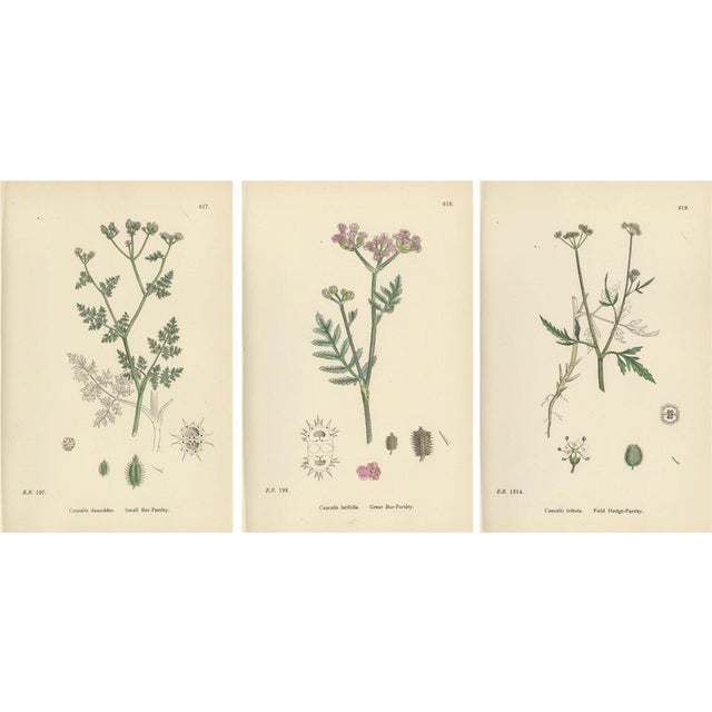 Sowerby, Bur-Parsley Plates, 1902, Prints, Set of 3 For Sale - Image 9 of 9