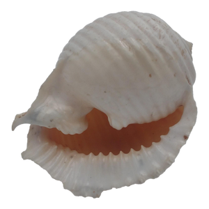 Vintage Giant Frog Shell (Bursa Bubo) – Sea of Cortez Specimen