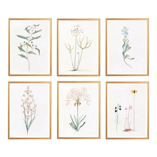Celerie Kemble Curated Australian Botanical Set of 6 (36x48) in Gold Frame For Sale